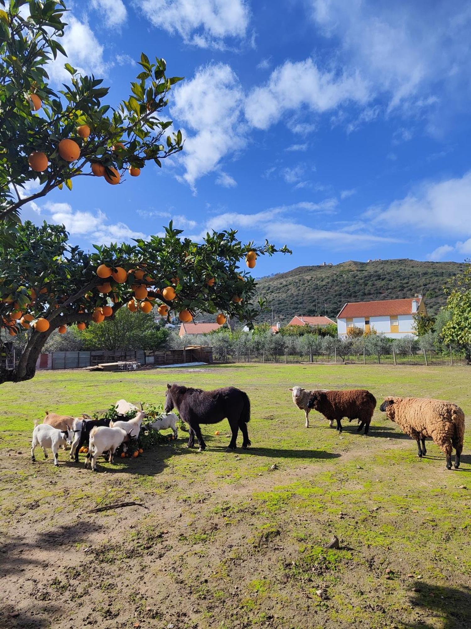 Quinta Da Ponte Das Hortas 3 เอลวัช ภายนอก รูปภาพ