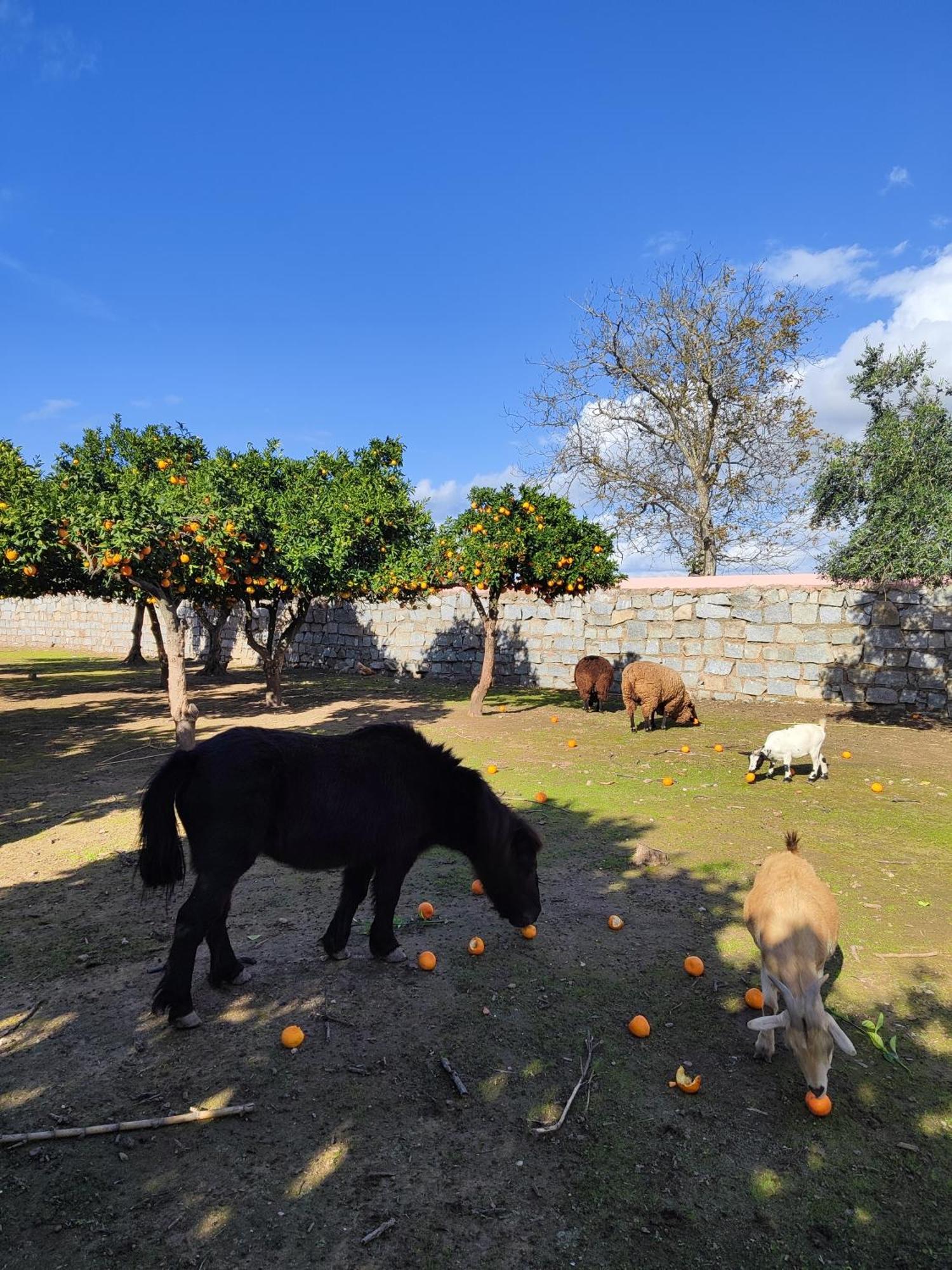 Quinta Da Ponte Das Hortas 3 เอลวัช ภายนอก รูปภาพ