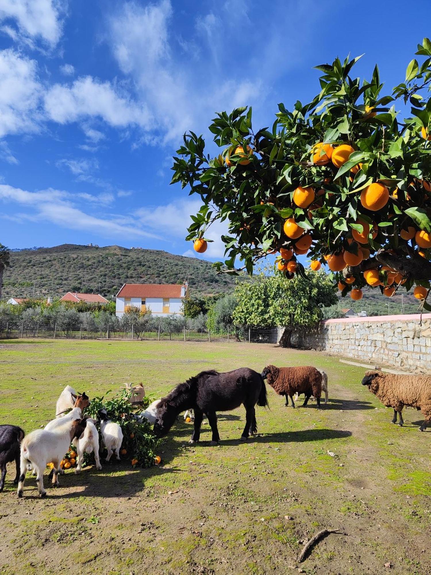 Quinta Da Ponte Das Hortas 3 เอลวัช ภายนอก รูปภาพ